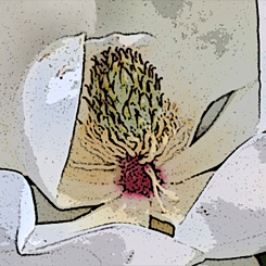 Magnolia Magic Print - Click Image to Close
