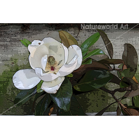 Magnolia Magic Poster - Click Image to Close