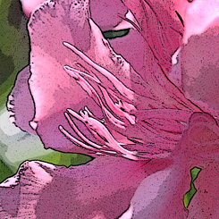 Oleander Art Poster