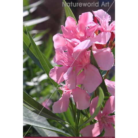 Oleander Poster - Click Image to Close