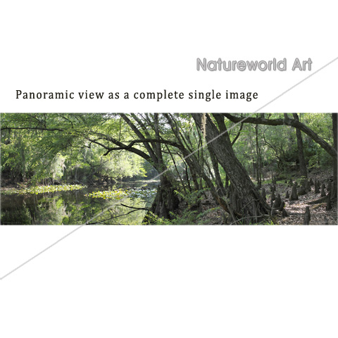 Cypress River Panoramic Poster - Click Image to Close