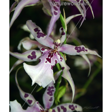 Orchid Beallara Print