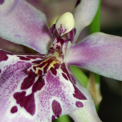 Orchid Beallara Print - Click Image to Close