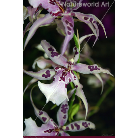 Orchid Beallara Poster - Click Image to Close