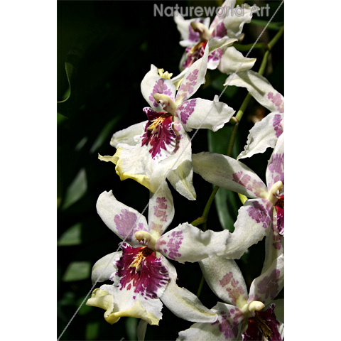 Beallara Orchid Art Poster - Click Image to Close