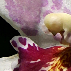 Beallara Orchid Art Poster - Click Image to Close