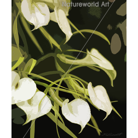 Brassavola Orchid Art Print