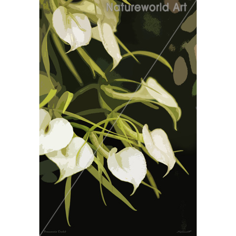 Brassavola Orchid Art Poster - Click Image to Close