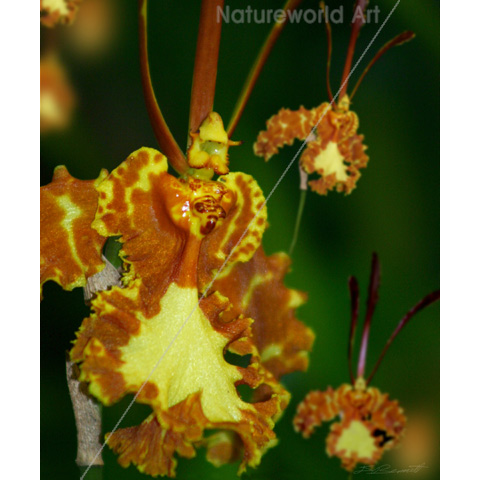 Butterfly Orchid Print