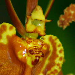 Butterfly Orchid Print - Click Image to Close
