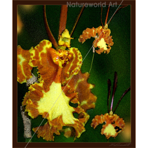 Butterfly Orchid Art Print