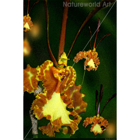 Butterfly Orchid Art Poster