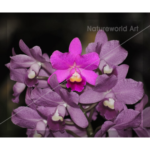 Cannizaro Orchid Art Print - Click Image to Close