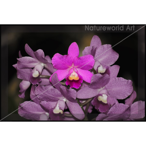 Cannizaro Orchid Art Poster
