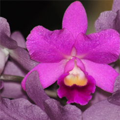 Cannizaro Orchid Art Poster - Click Image to Close