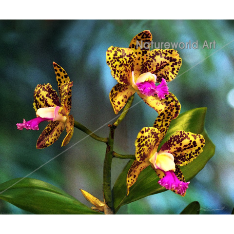 Cattleya Orchid Art Print - Click Image to Close