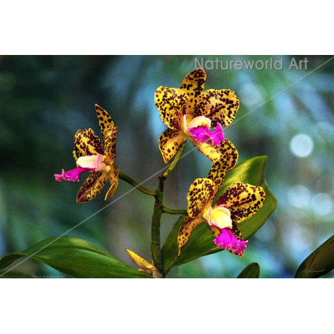 Cattleya Orchid Art Poster
