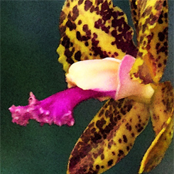 Cattleya Orchid Art Poster - Click Image to Close