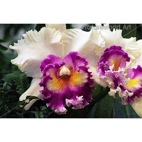 Cotton Candy Orchid Art Poster - Click Image to Close