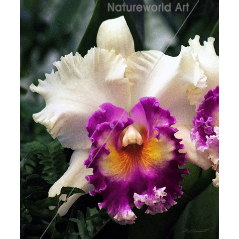 Cotton Candy Orchid V Print - Click Image to Close