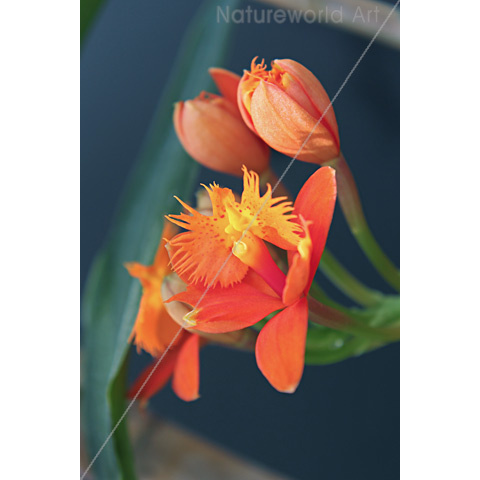 Orchid Epi Orange Poster