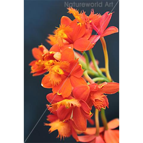 Orchid Epi Orange 2 Poster - Click Image to Close