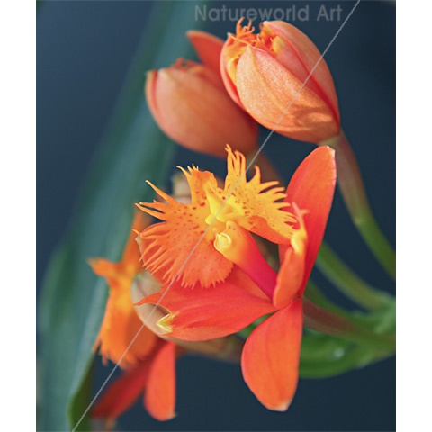 Orchid Epi Orange Print - Click Image to Close