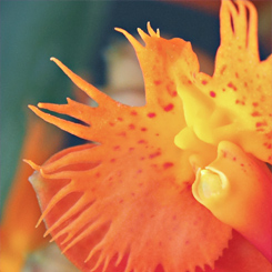 Orchid Epi Orange Print - Click Image to Close