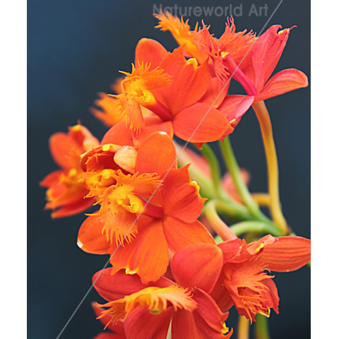 Orchid Epi Orange 2 Print