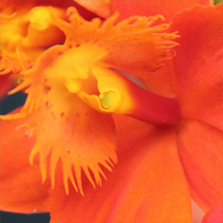 Orchid Epi Orange 2 Print - Click Image to Close