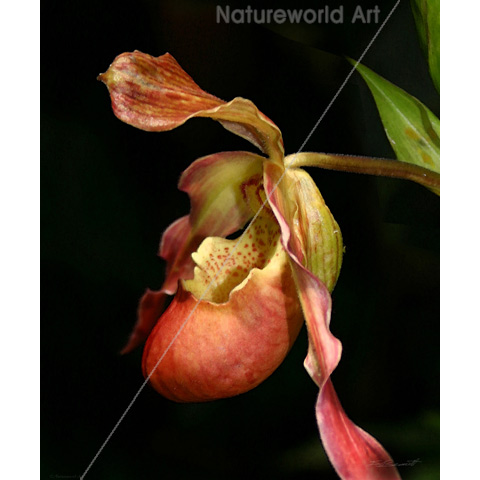 Lady's-Slipper Orchid Art Print - Click Image to Close