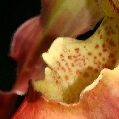 Lady's-Slipper Orchid Art Print
