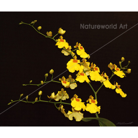 Onc Yellow Orchid Art Print - Click Image to Close