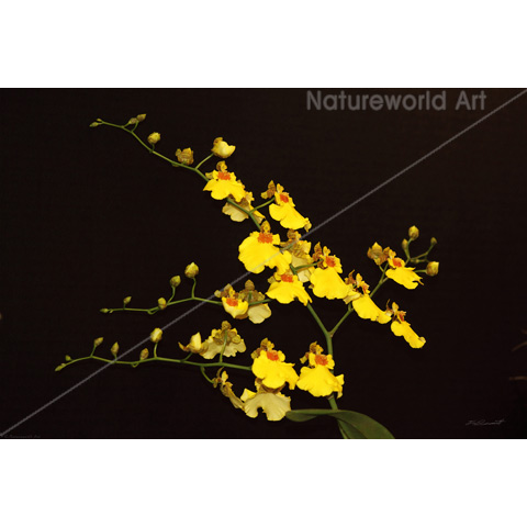 Onc Yellow Orchid Art Poster - Click Image to Close