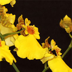 Onc Yellow Orchid Art Poster