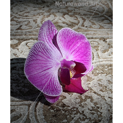 Orchid Phalae Graphic Print - Click Image to Close