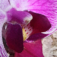 Orchid Phalae Graphic Print - Click Image to Close