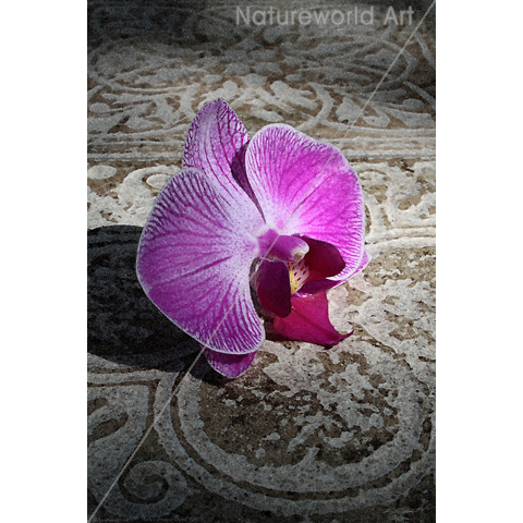 Orchid Phalae Graphic Poster - Click Image to Close