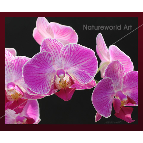 Orchid Phalaenopsis Cluster Print - Click Image to Close