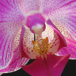 Orchid Phalaenopsis Cluster Print