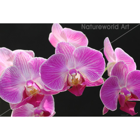 Orchid Phalaenopsis Cluster Poster