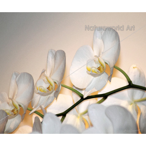 Orchid Phalae Sogo Art Print