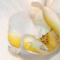 Orchid Phalae Sogo Art Print - Click Image to Close