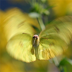 A Butterfly Moment Print - Click Image to Close