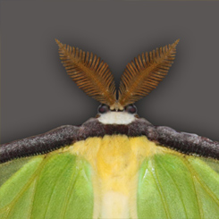 Luna Moth Art - Click Image to Close