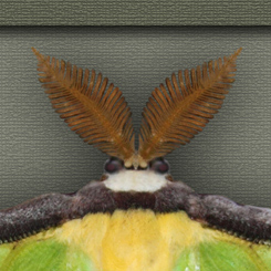 Luna Moth Print - Click Image to Close