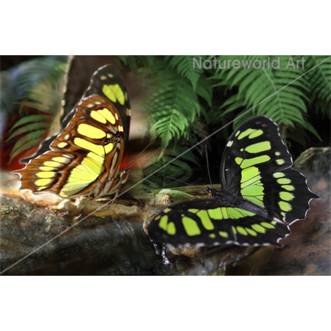 Malachite Butterflies