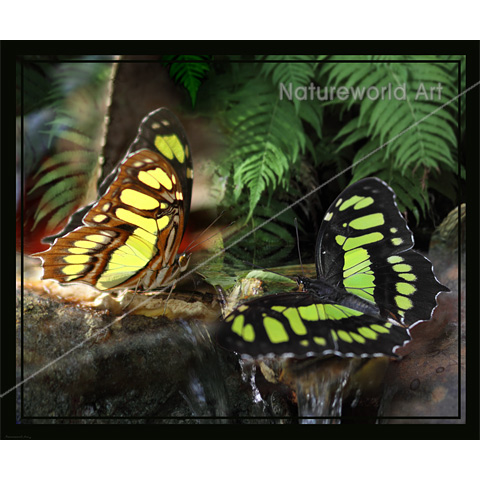 Malachite Butterflies Print - Click Image to Close