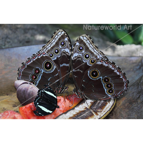 Butterfly Jewels