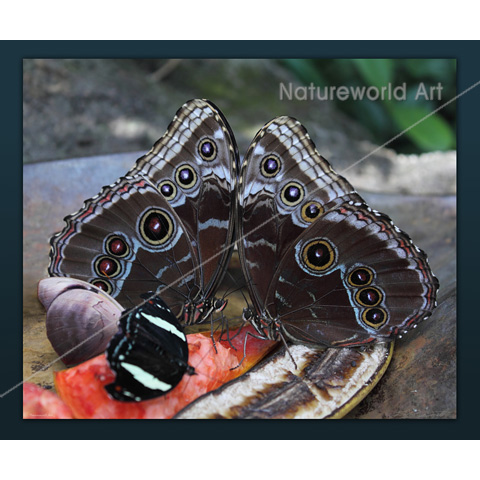 Butterfly Jewels Print